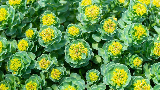 3 beneficios de la Rhodiola Rosea para aumentar energía