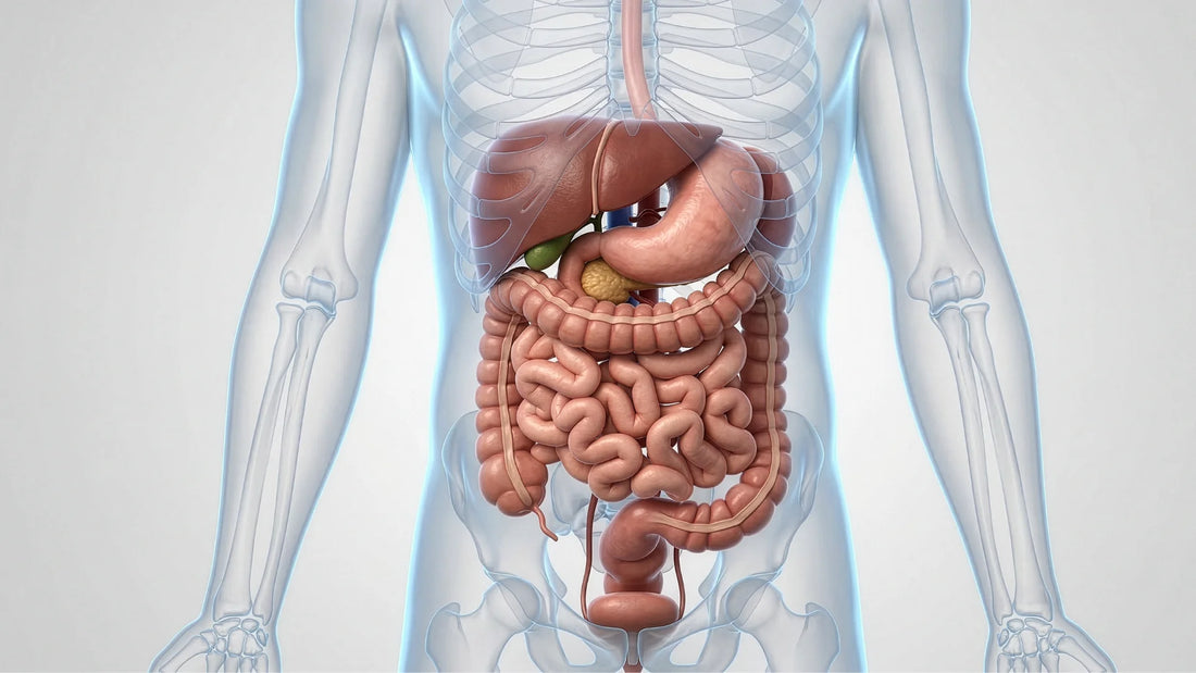 Cómo mejorar la digestión de forma natural: lo que debes saber si sufres de hinchazón o malestar
