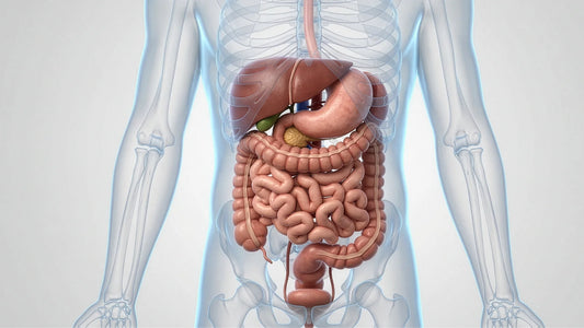 Cómo mejorar la digestión de forma natural: lo que debes saber si sufres de hinchazón o malestar