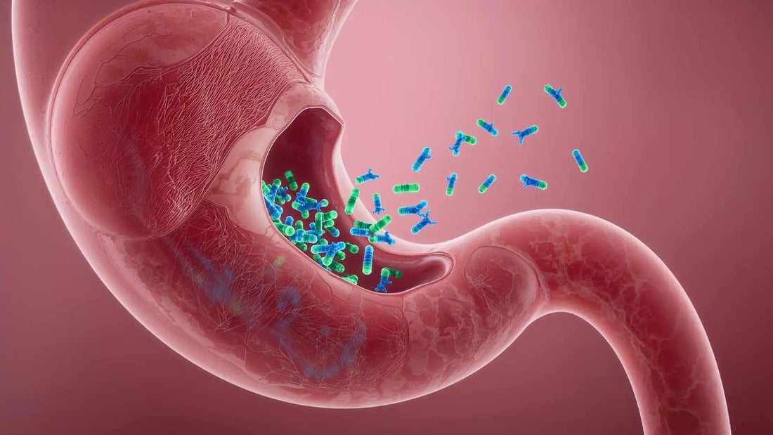 Probióticos y salud intestinal: cómo equilibrar tu microbiota